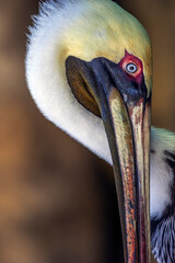 brown pelican ,Pelecanus occidentalis,  pelican, Pelecanidae,