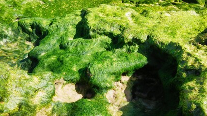 moss on stone in the beach
