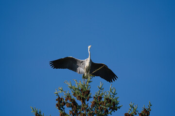 a grey heron sits on a huge coniferous tree