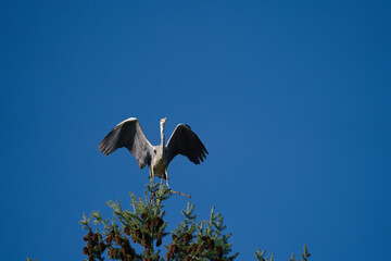 a grey heron sits on a huge coniferous tree