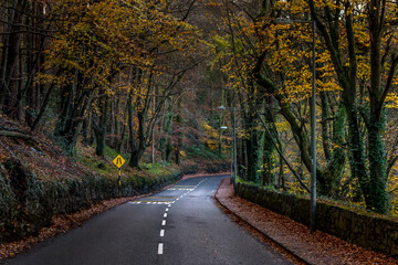 Obraz premium Road in the forest walkway Cork Ireland beautiful autumn colors
