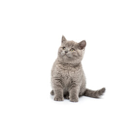 Fototapeta premium Adorable british little kitten posing