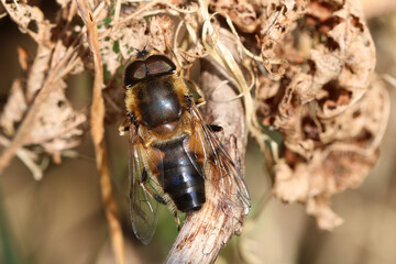 A tapered Drone Fly, scientific name Eristalis pertinax. Insect is in full sun.