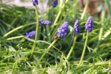 a beautiful red ladybug sits at a blue grape hyacinth flower in the garden at a sunny day in springtime