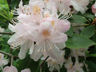 White Rhododendron blooming in nature