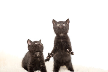 Fototapeta premium Adorable british little kitten posing