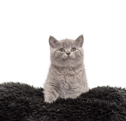 Adorable british little kitten posing