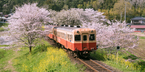 Fototapeta premium Train passing through cherry blossom tunnel at countryside in Japan 桜と菜の花と小湊鐵道 飯給駅