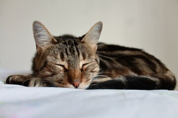 Chat tigré qui dort, animal de compagnie