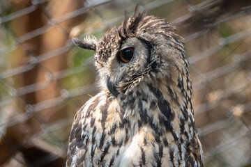 Eagle Owl Portrait