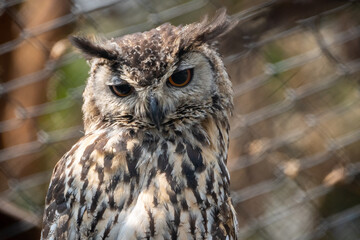 Eagle Owl Portrait