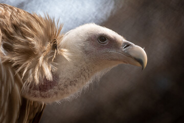 Himalayan Griffon Vulture Portrait
