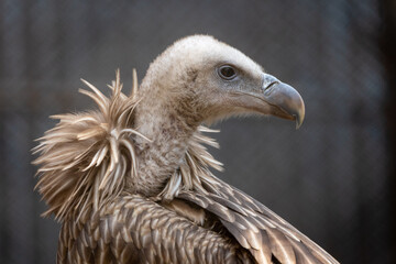 Himalayan Griffon Vulture Portrait