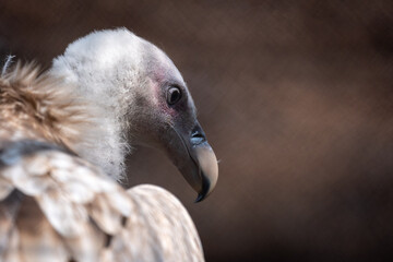 Himalayan Griffon Vulture Portrait