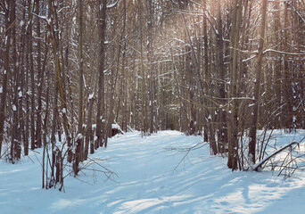 Winter scene. Young leafy forest covered by snow. Sunny winter day in forest. Winter background.