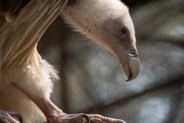 Himalayan Griffon Vulture Portrait
