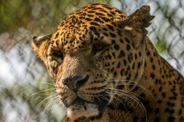 Fototapeta na wymiar Leopard in Captivity Portrait