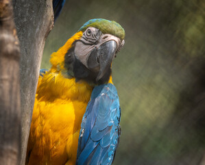 Macaw Parrot Perched on Branch
