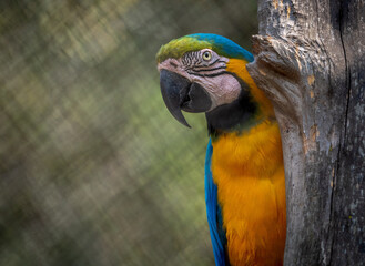Macaw Parrot Perched on Branch