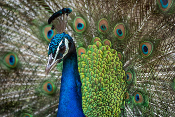 Fototapeta na wymiar Peacock Colorful Portrait