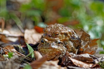 Erdkröten bei der Paarung - Common toads mating scene