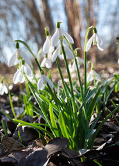 first spring snowdrop  flowers at garden.