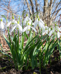 white snowdrop flowers at garden on spring.