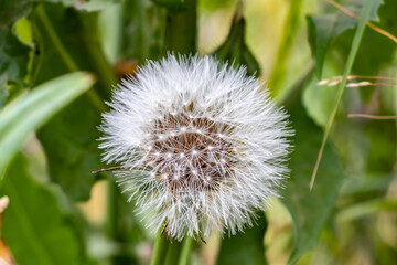 Dandelion flower, Bitter chicory or radicheta, Taraxacum officinale, whose yellow flower is known as dandelion, is a plant of the Asteraceae family