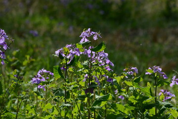 美しい紫色の花を咲かせたハナダイコン	
