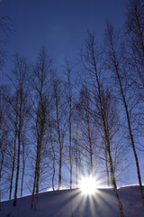 Young birch trees in the winter setting sun.