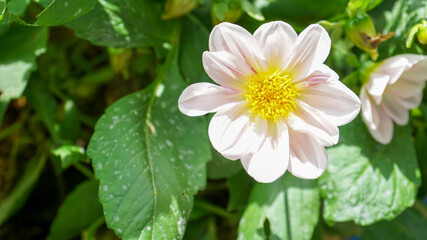 white flower in the garden