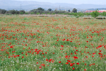 Red Poppy Flower Field Landscape
