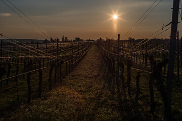 sunrise in the vineyard