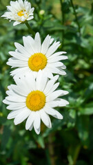 white daisy flowers