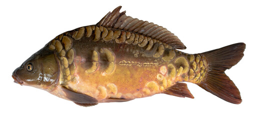 Fresh mirror carp fish isolated on white background. Live fish.