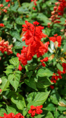 red flowers in the garden