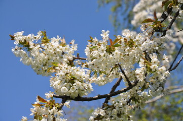 Ciliegio fiorito