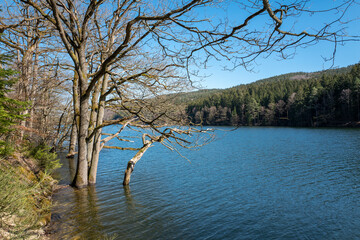 Bäume im Wasser stehend an der Oestertalsperre