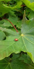 leaf, green, leaves, nature, plant, tree, macro, maple, isolated, texture, spring, summer, red, flora, vein, foliage, grape, closeup, close-up, water, holly