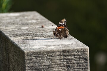 Red admiral butterfly (Vanessa Atalanta) perched on grey stone in Zurich, Switzerland