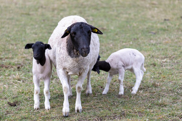 Lämmer mit Mutter Tier