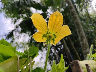 yellow flower in the forest