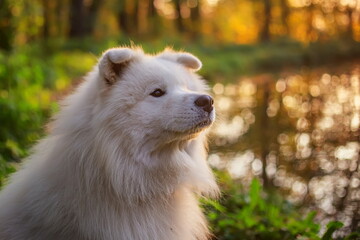 Obraz premium Eskimo dog