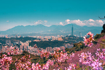 Sunrise landscape of beautiful cherry blossom with Taipei cityscape in spring, Taiwan