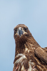 A molting juvenile bald eagle looking for prey.