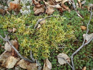 Nature in the north