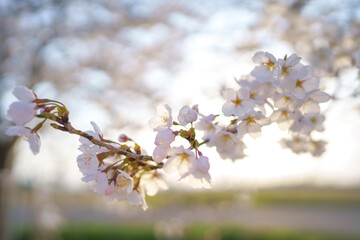 夕暮れの穏やかな光に包まれた桜