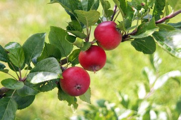 three red apples on branch of tree