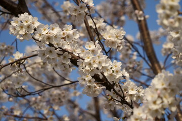 青空に咲く桜