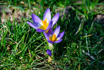 Beautiful spring purple, white, yellow crocuses, giant crocuses on a green lawn. Spring flowers. Primroses. Early spring.